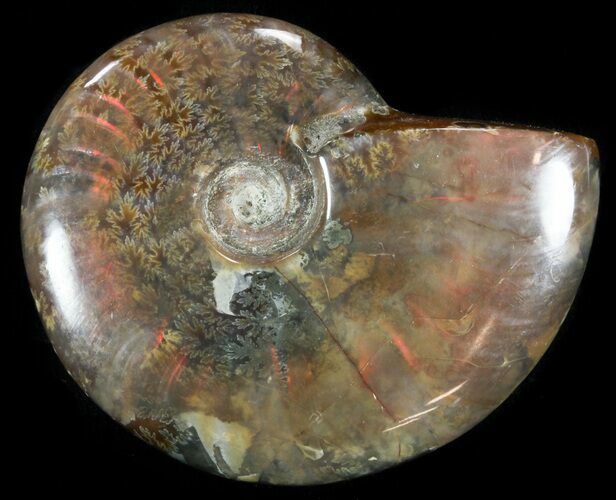 Flashy Red Iridescent Ammonite - Wide #52297